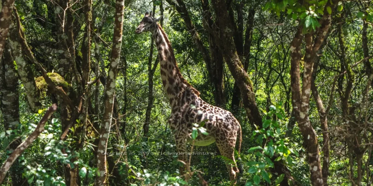 Kilimanjaro trek