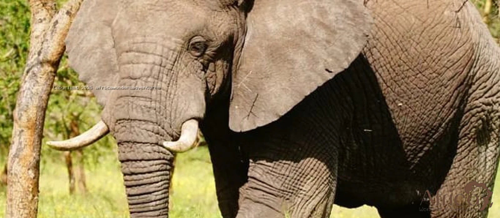 Private Midrange Northern Safaris